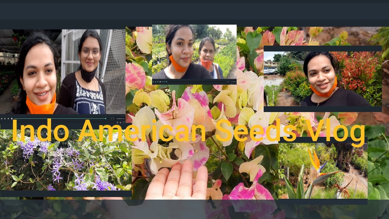 Best place to buy plants in Banglore  | Indo American Seeds |Malayalam Vlog