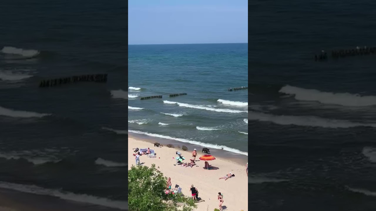 Wild boar family beaching 🐗❤🐗❤🐗🤗 dzik dziki na plaży duzo dzikow szok panika! gdzie jest zarcie?
