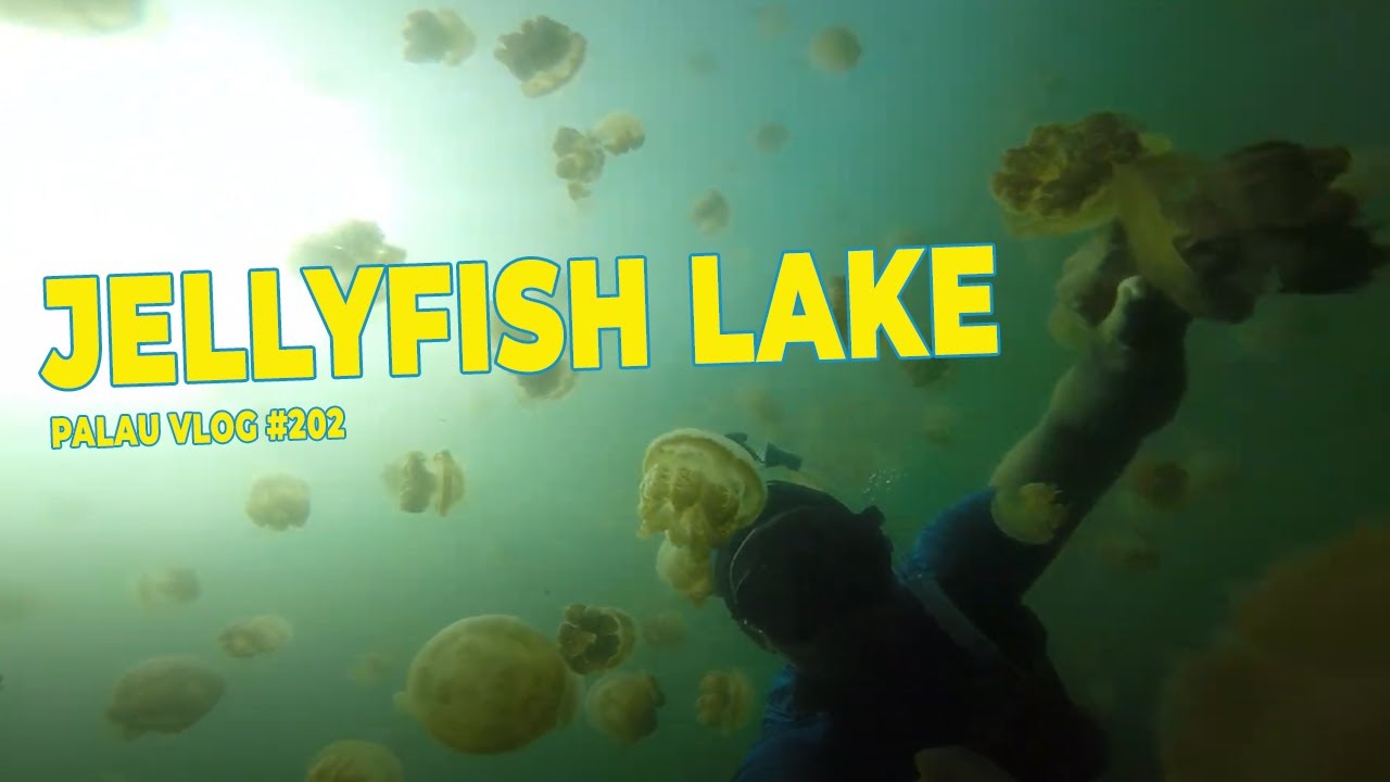 Palau Vlog #202: JELLYFISH LAKE & the Rock Islands!!! // September 2015 #water #asmr