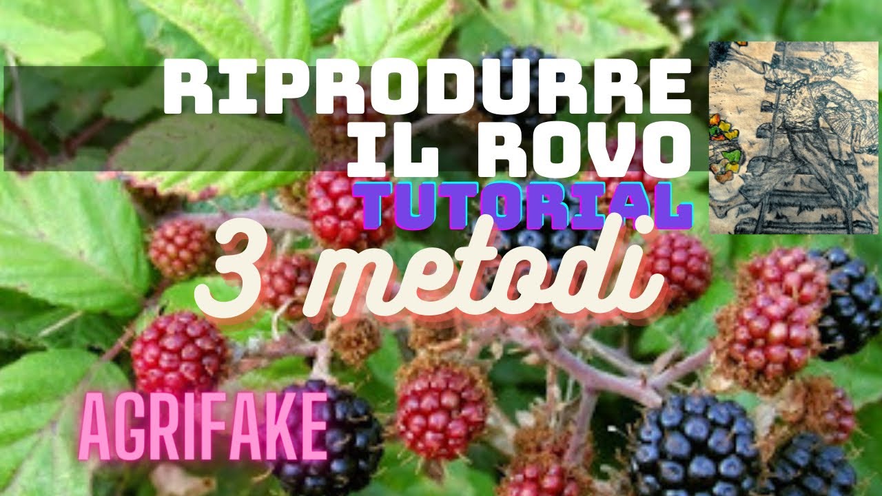 3 METODI PER RIPRODURRE LA MORA DI ROVO (gen.Rubus)