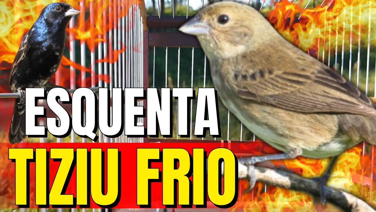 Tiziu Cantando para Esquentar tiziu com Piado de fêmea de tiziu fit - Tiziu cantando de Pulo + tiziu
