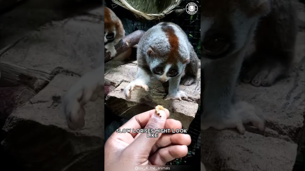 Powolne lorisy 👹 Słodkie, ale zab&oacute;jcze: Dowiedz się dlaczego!