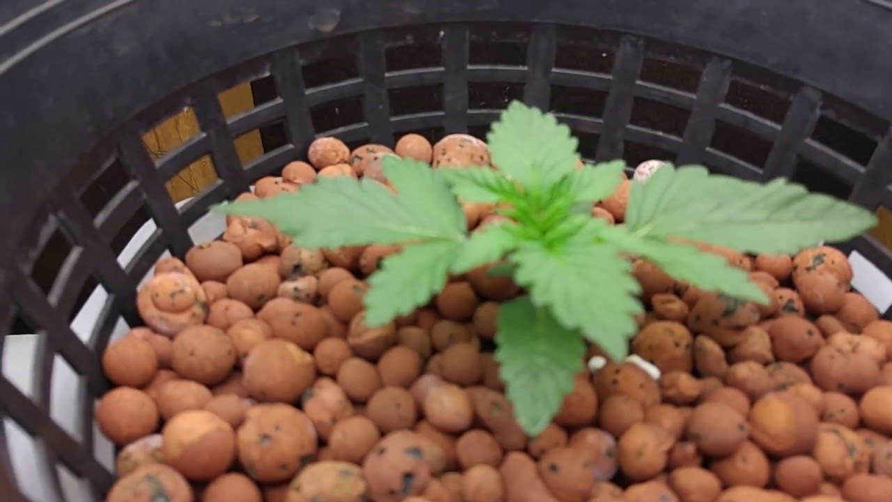 Crop King Seeds Purple Kush Feminized DWC Day 19 from Seed