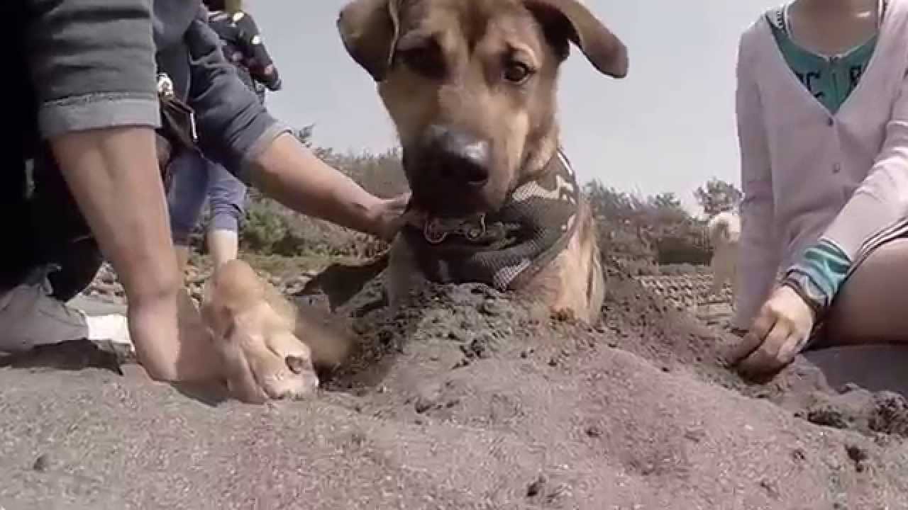 Formosan Mountain Dog - Lady hangs out with her pals!!