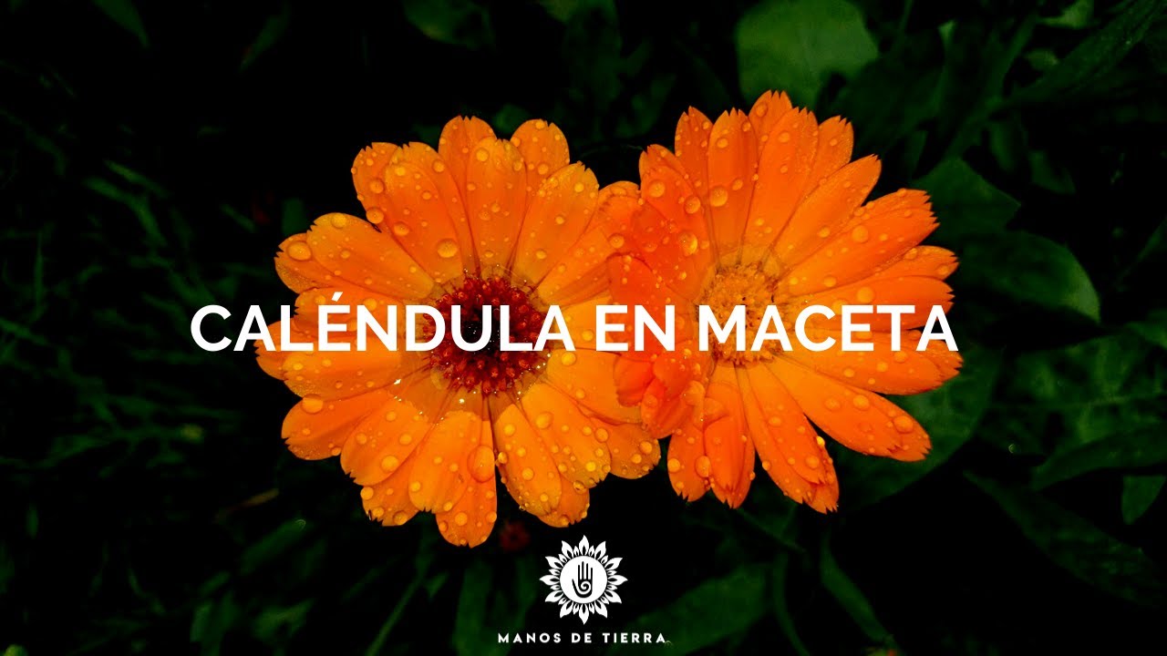 Como Sembrar CALÉNDULA En Maceta 2025/plantar caléndula/ manos de tierra