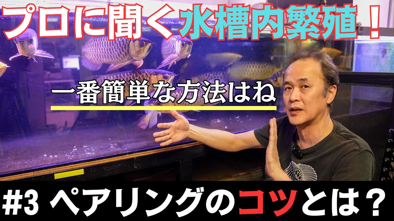 【プロに聞くアロワナ水槽内繁殖！】#3 アロワナのペアリングを成功させるためのコツは何か？ #アクアリウム #アロワナ #アロワナ飼育  #アジアアロワナ #aquarium  #熱帯魚 #繁殖