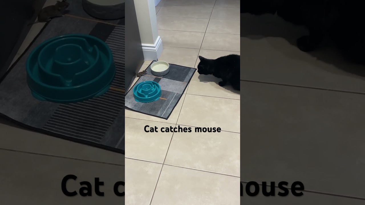 Cat catches mouse #cat #catmouse  #catcatchesmouse #tomandjerry #catandmouse #nature #mouse  #catch