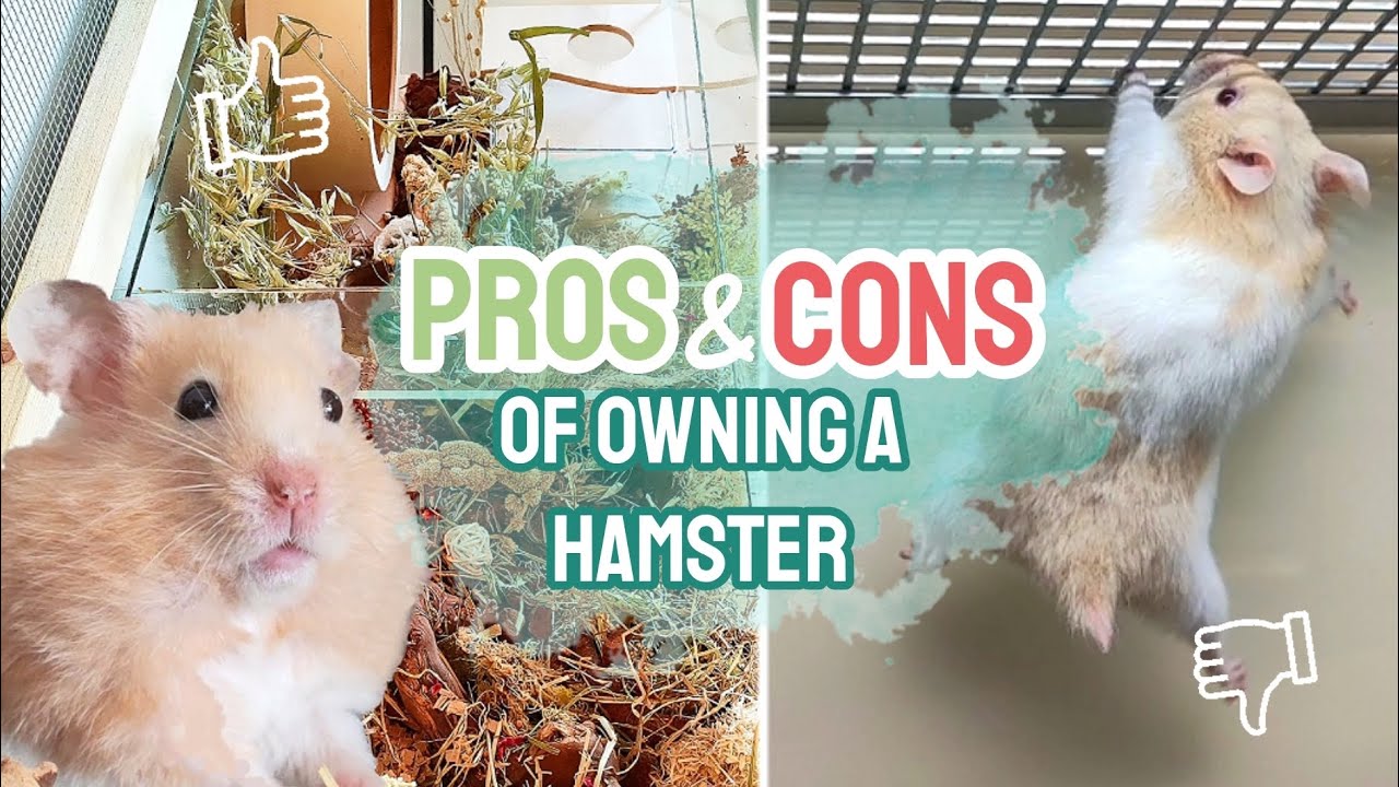 PROS and CONS of Owning a Hamster! 🐹✅❌ - Collab with 