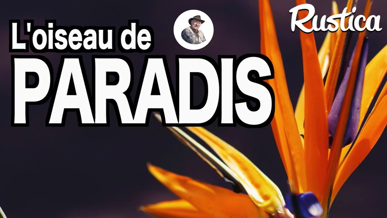 Comment cultiver l’oiseau du Paradis.