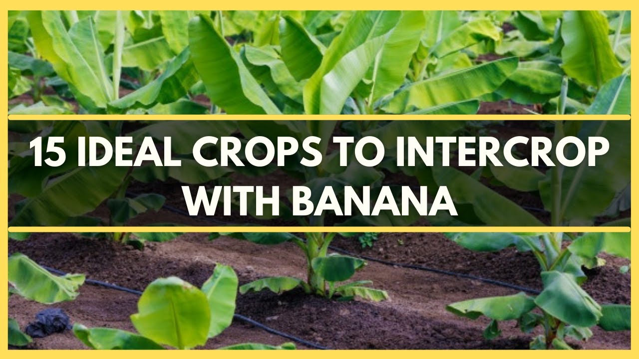 BANANA INTERCROPPING:15 IDEAL CROPS TO INTERCROP WITH BANANA | BEST CROPS TO INTERCROP WITH BANANA