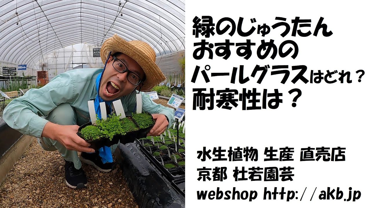 緑のじゅうたんおすすめのパールグラスはどれ？耐寒性は？