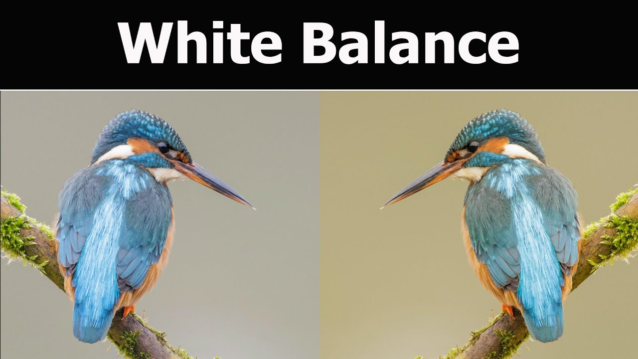 White Balance in Wildlife Photography - How to Correct your Colour Temperature