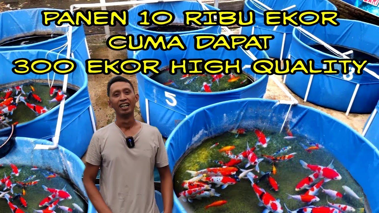 STOK SELALU READY BIBIT KOI KELUARGA SHOWA DI TEMPAT INI...SMALL KOI TULUNGAGUNG