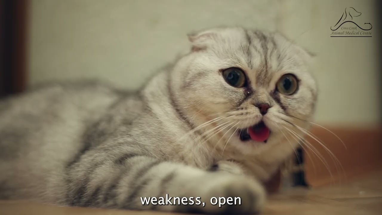 Cat Breathing Fast? What to Do | Cross Creek Animal Medical Centre