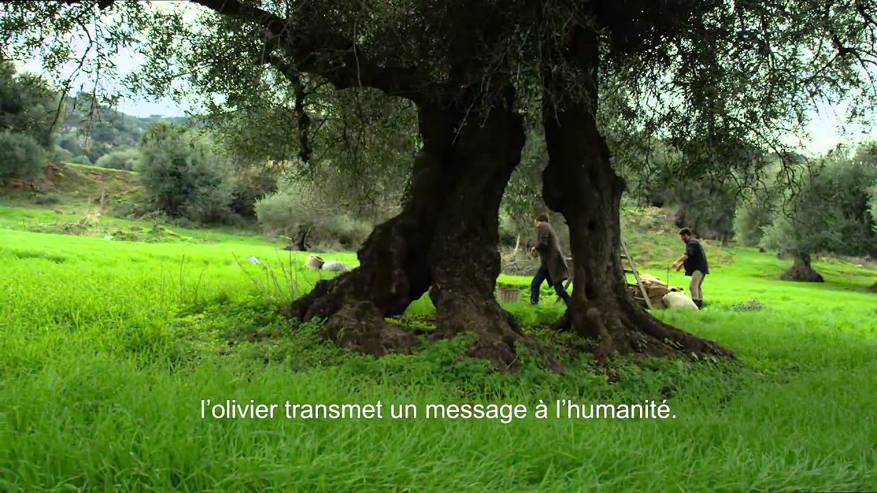 GAEA GREC VIDEO HUILE D'OLIVE