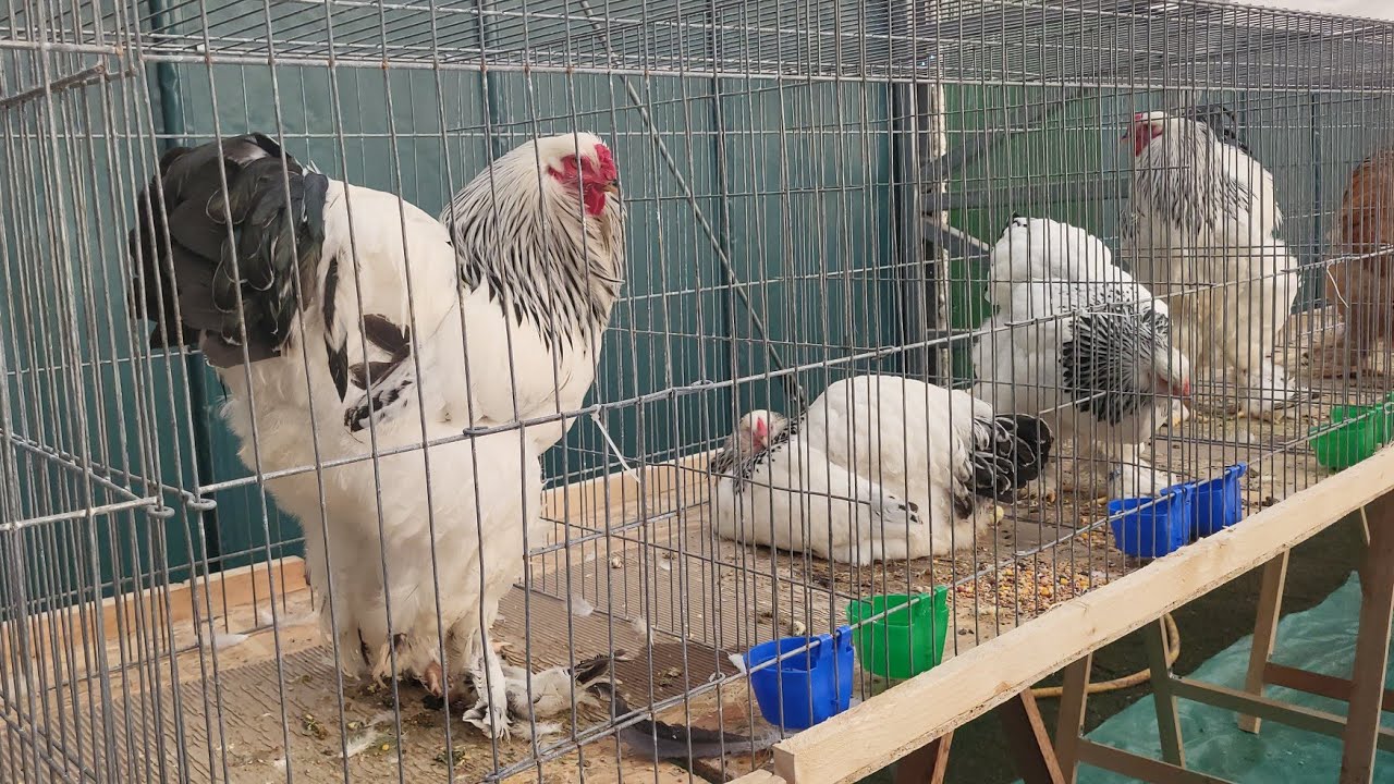 Expoziția APOPE PRAHOVEANA!!