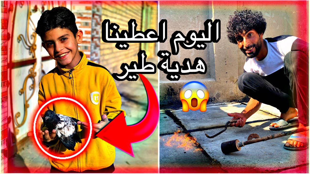 ‏اليوم ساعدنا للطيور ‏ورحنا ‏اشتغلنا ‏بيت ‏حسون شقاوة حمودي سكيت 2024￼￼￼￼￼