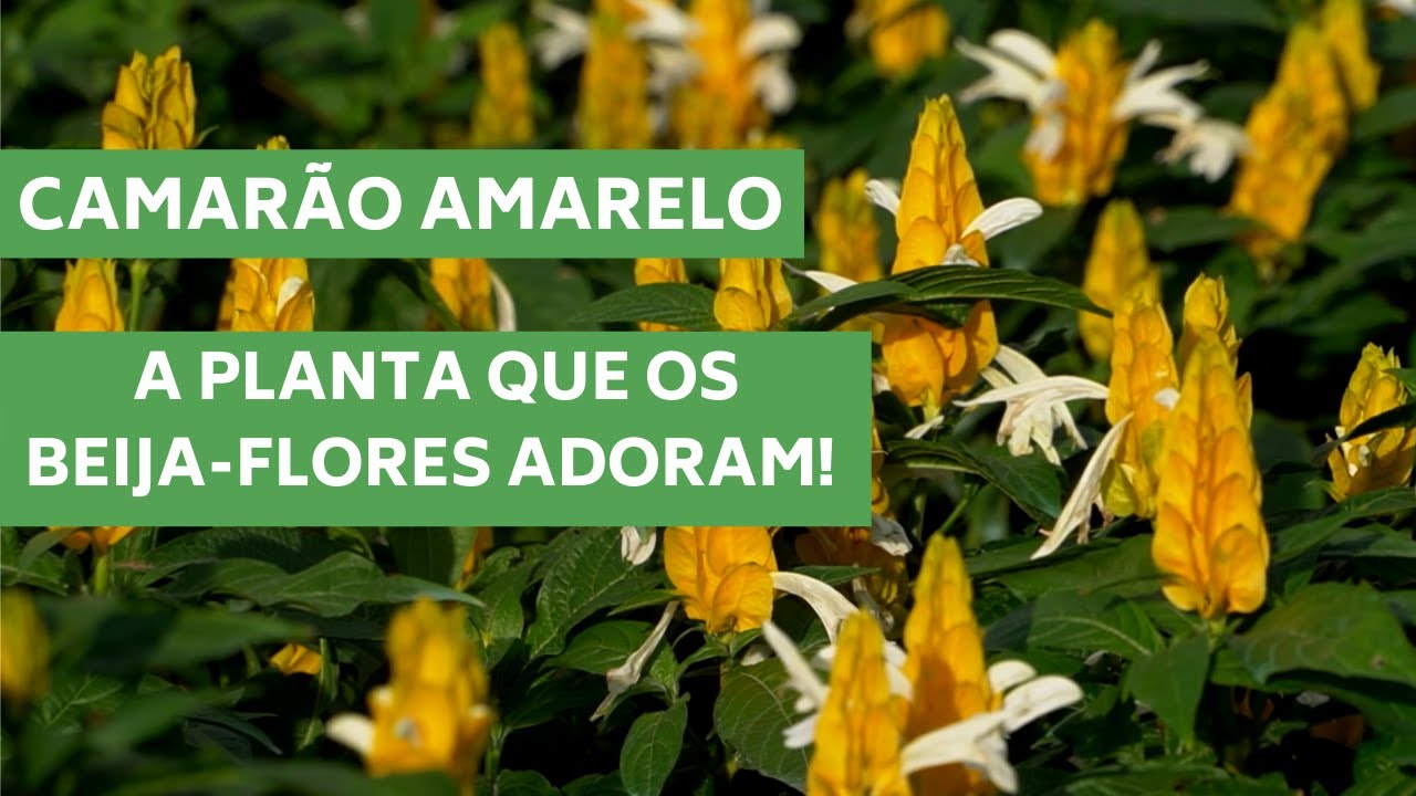 CAMAR&Atilde;O AMARELO- A PLANTA QUE OS BEIJA-FLORES ADORAM! | MURILO SOARES