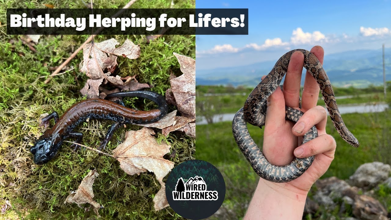 Birthday Herping in Virginia for Rare and Colorful Salamanders and Snakes!