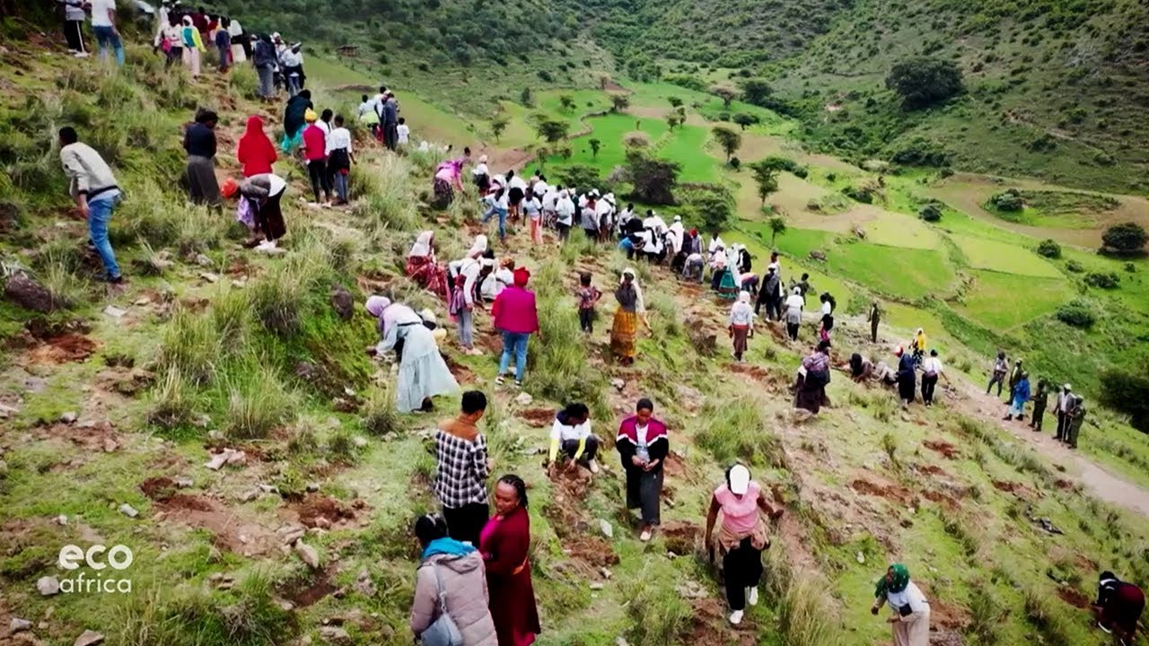 A Massive Reforestation Drive In Ethiopia Benefits Young People +More | EcoAfrica