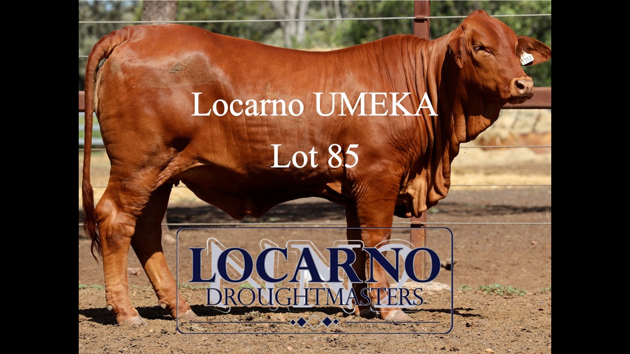 Droughtmaster National Female Sale - Locarno Umeka