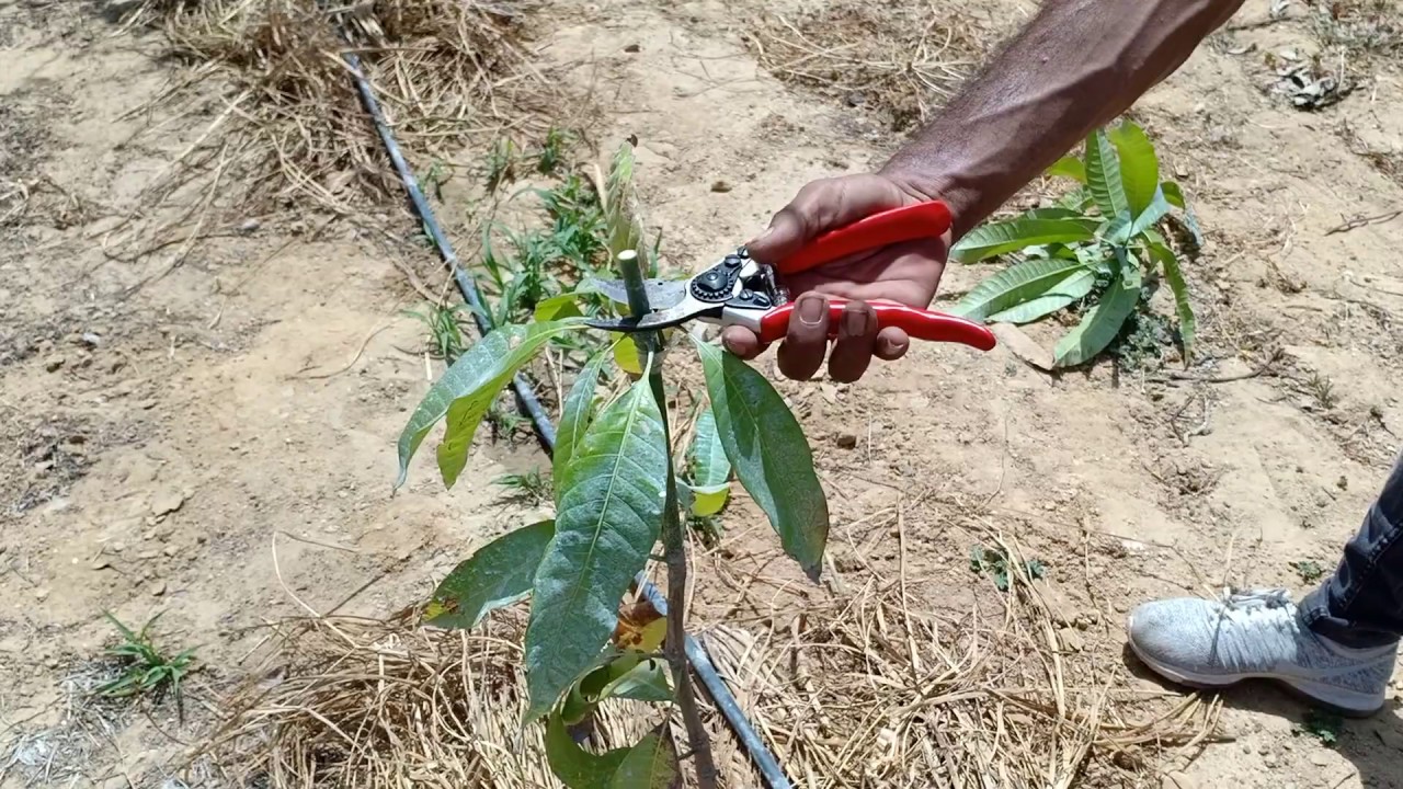 تقليم مانجو الأصل السكري بعد الزراعة بشهر  🥭🥭🥭 | Mango Egypt | eng : emad Adel