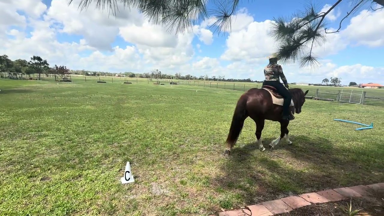 Cromodo   dragon basic 3