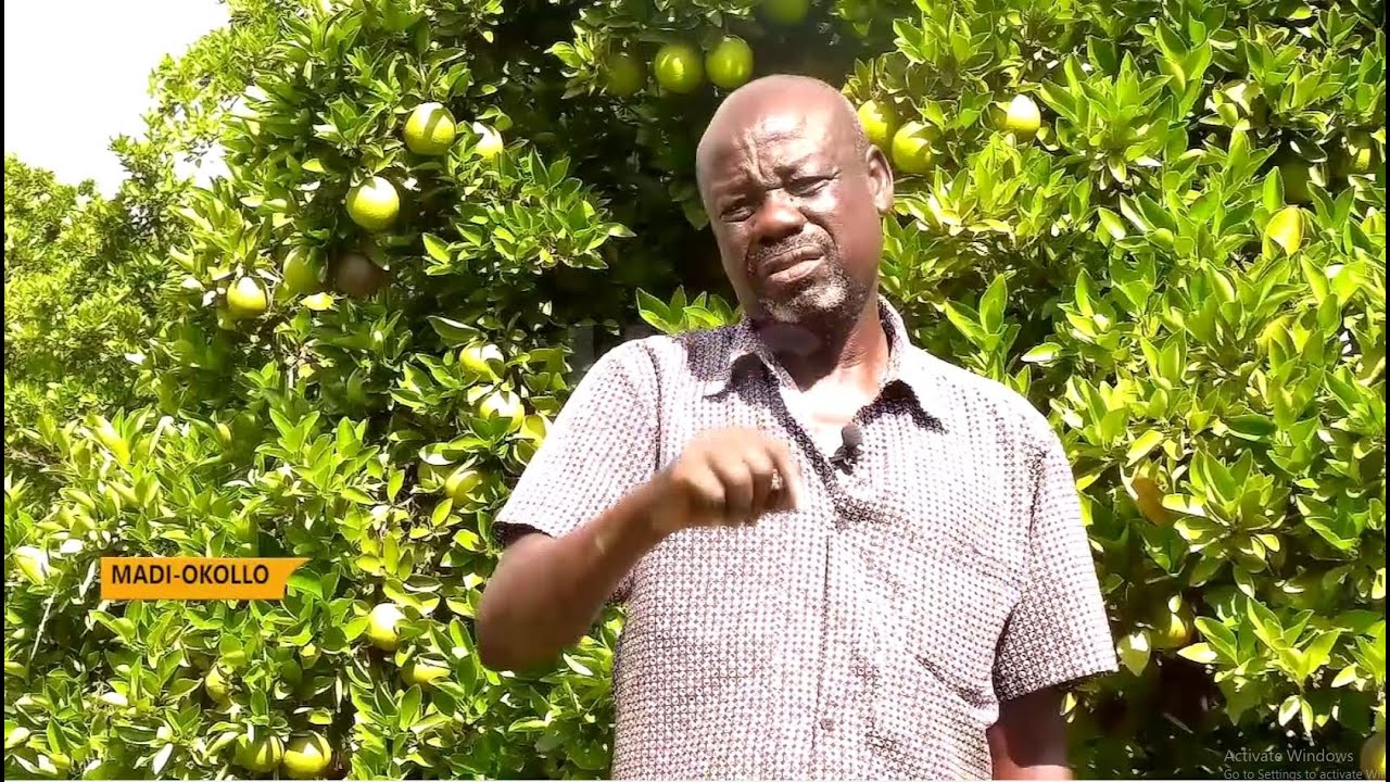 Discovering gold in Agriculture -  West Nile model farmer who impressed President Museveni