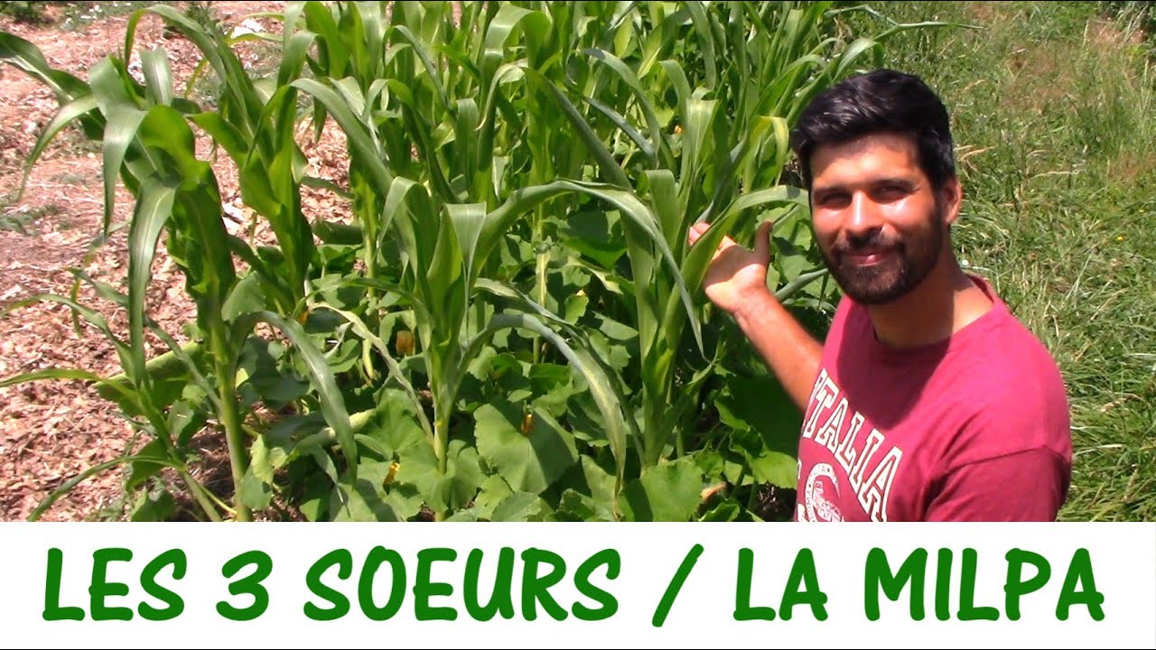 LES 3 SŒURS (OU MILPA) AU POTAGER