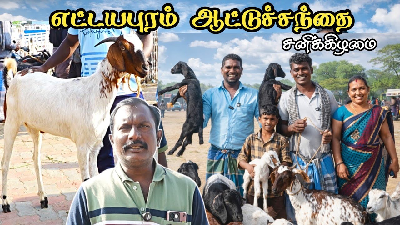 எட்டயபுரம் சனிக்கிழமை 24/01/26-ஆட்டுச் சந்தை தூத்துக்குடி மாவட்டம் 