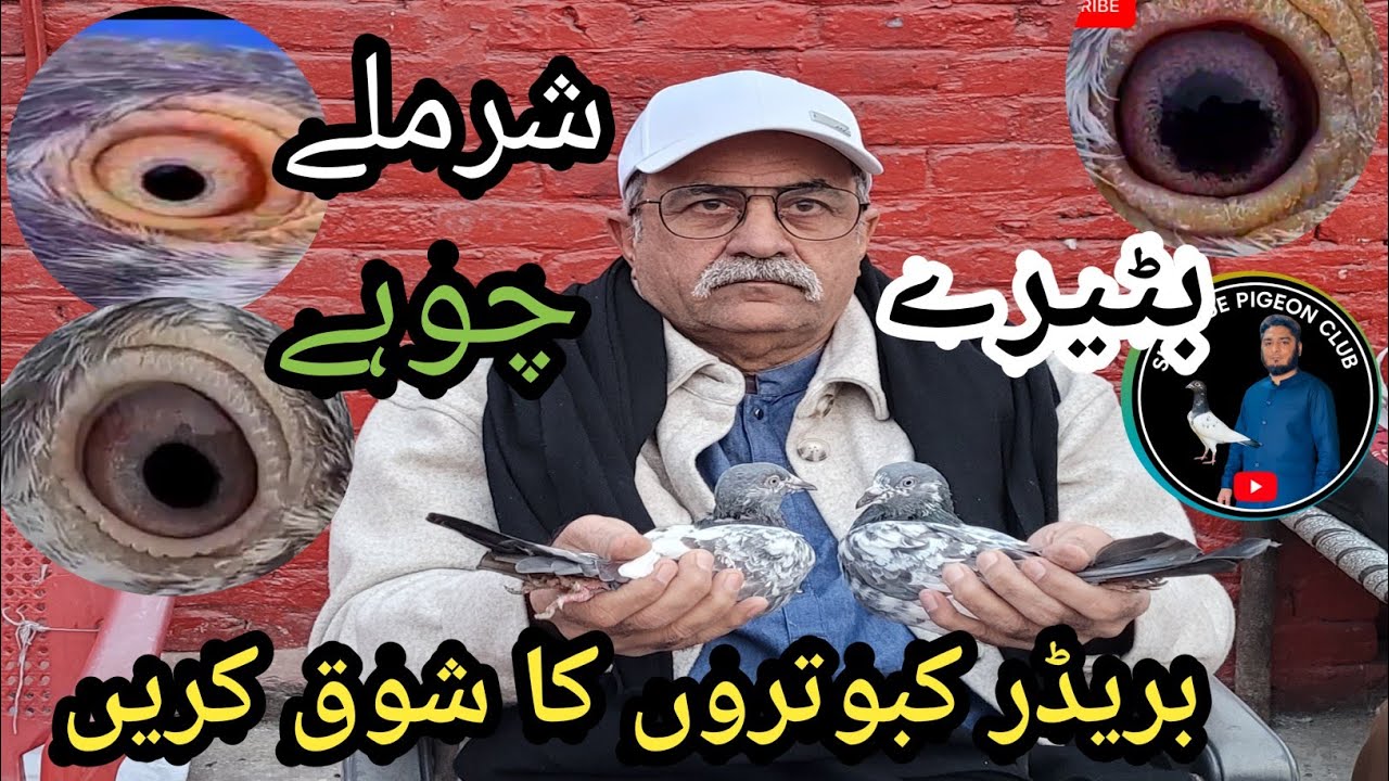 Ustad Chaudhari Moin Nawaz Ghuman ke sharmile kabutaron Ka Shok  Karen    