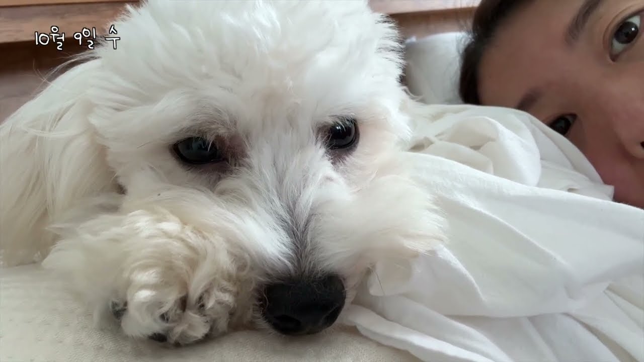 VLOGㅣ일상 브이로그 우울증으로 시작한 운동 마라톤! 대회 나가다, 서울 불꽃 축제 명당 자리 당첨 ✨