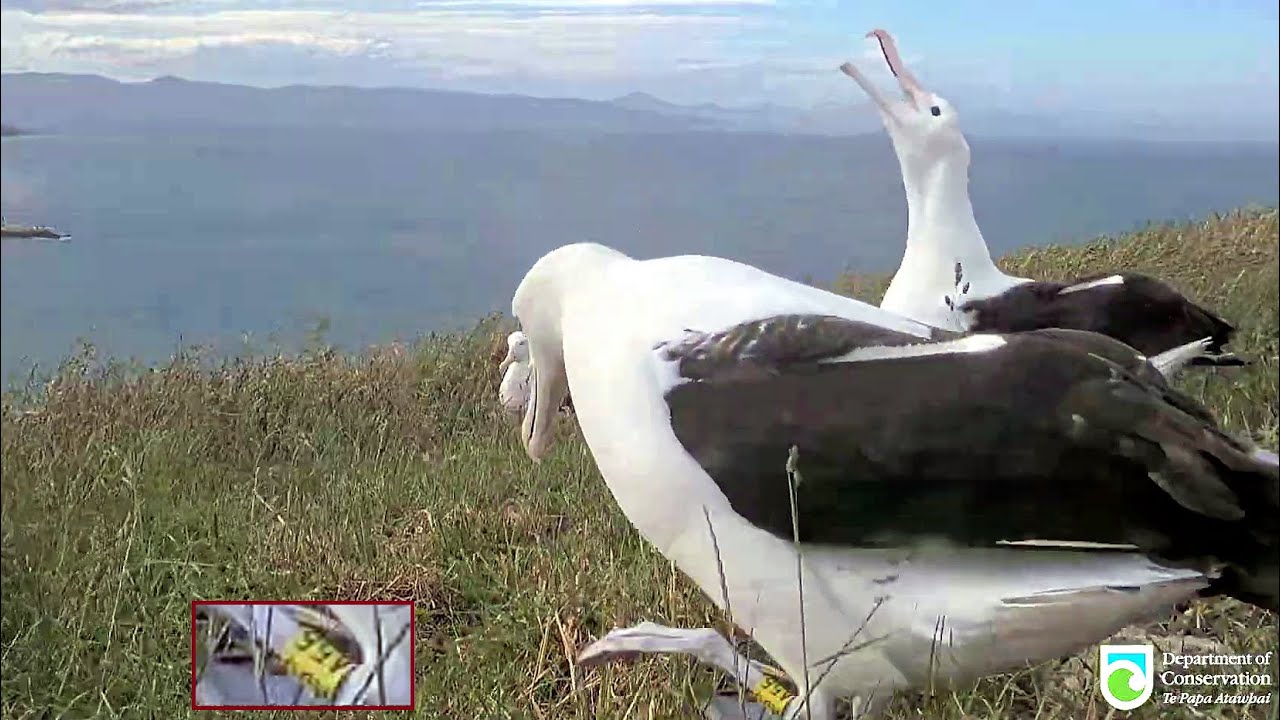 Royal Albatross~🥰🥳 Moana  Royal Cam chick 2015/2016 comes in for a Party ~6:52 PM 2025/12/05