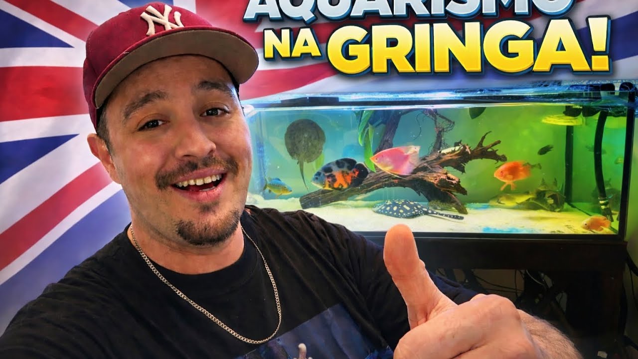 Voltei! Nova fase do canal – Aquarismo na Inglaterra🇬🇧🐠@Borgesfishjumbo @-FelipeJS @dakotafishbrasil