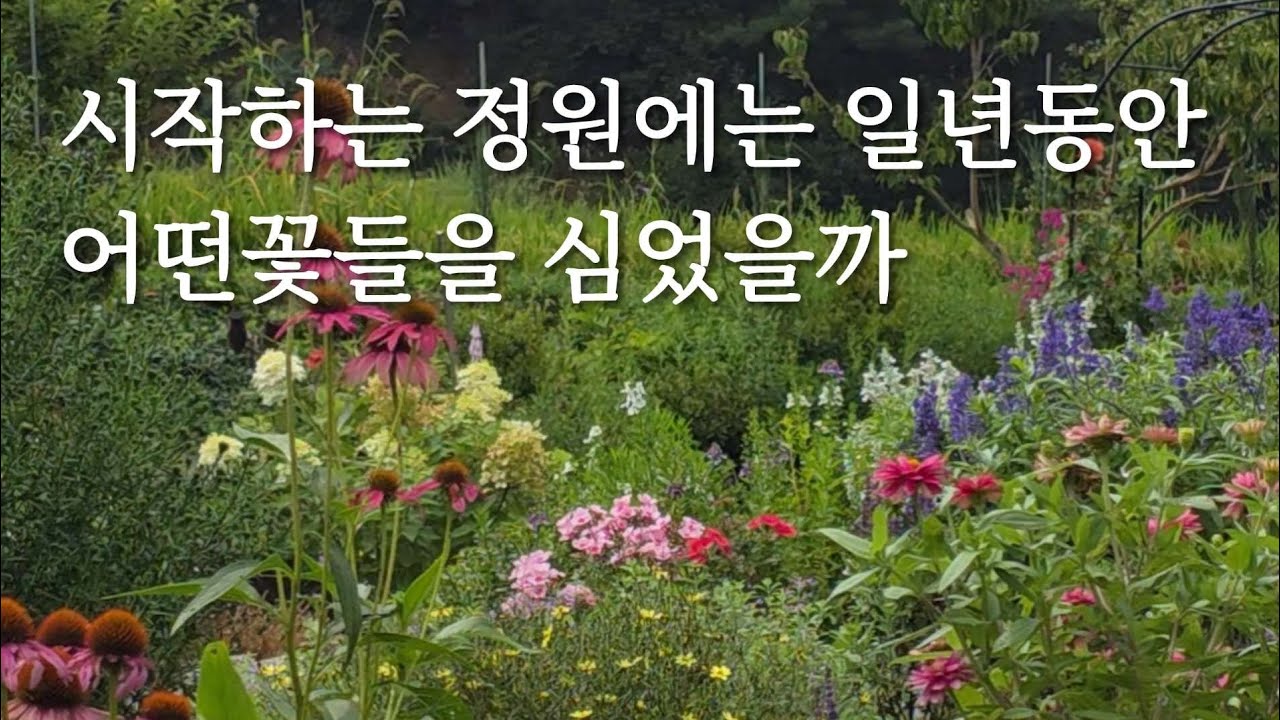 시작하는 정원에 초보 가드너가 심은꽃들 