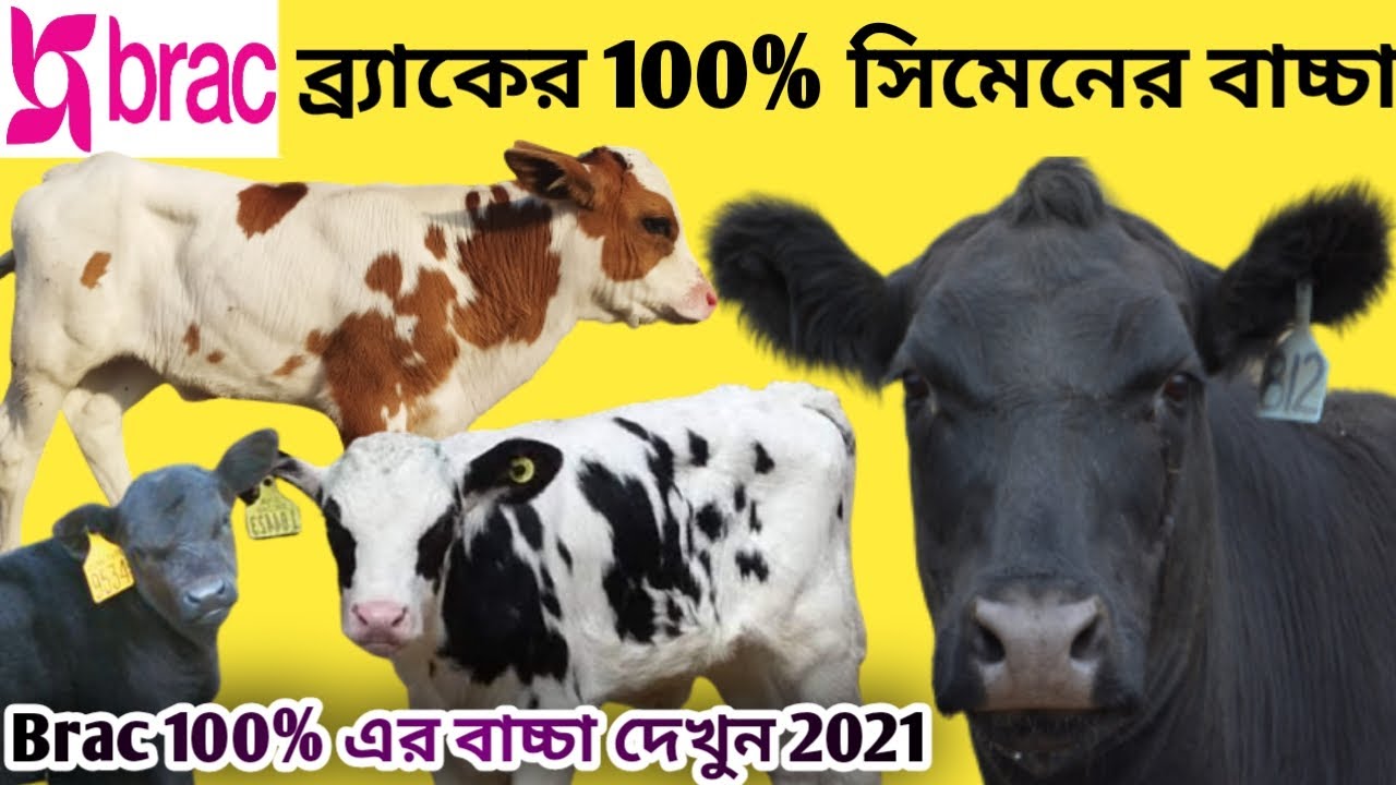 ব্র্যাকের 100%HF(183+184+185+186) সিমেন (হিরো,হোমার,হাডসন,হান্টার)বুলের মাঠ পর্যায়ের বাচ্চা দেখুন।