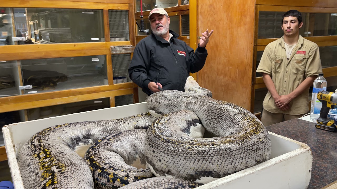 BIT BY A 20 FOOT PYTHON 🤦&zwj;♂️