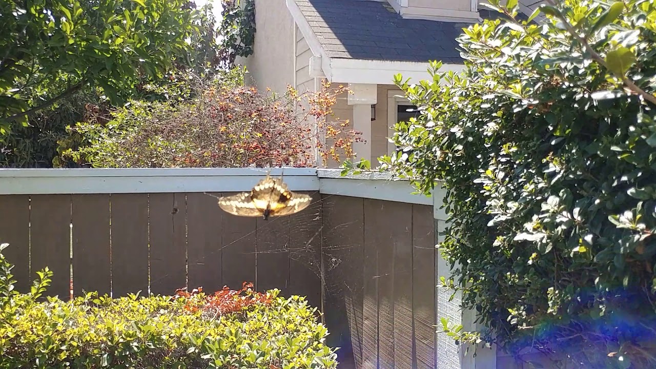 Butterfly rescue from spiderweb