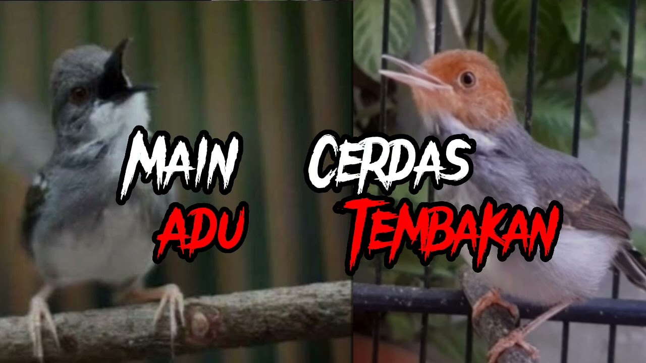 ciblek kristal & prenjak gacor adu tembakan. Masteran Murai batu.#masteranburung #muraibatu #ciblek