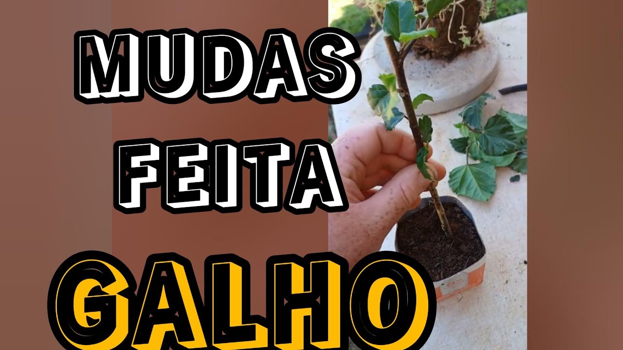 COMO FAZER MUDAS DE HIBISCO DO GALHO #plantas #viral #como
