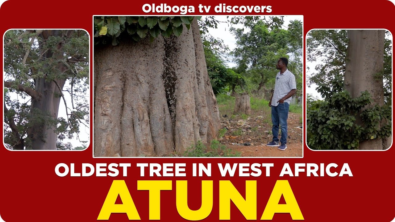 😳 Oldest tree in West Africa discovered in Atuna, walking distance to Cote d'voire