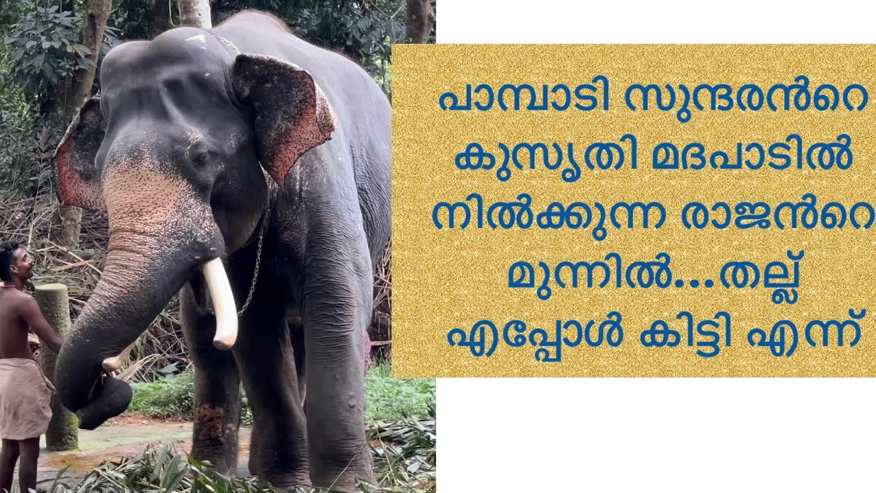 Pampady Sundaran കുസൃതി രാജനു മുന്നിൽ അടി എപ്പോൾ കിട്ടി....