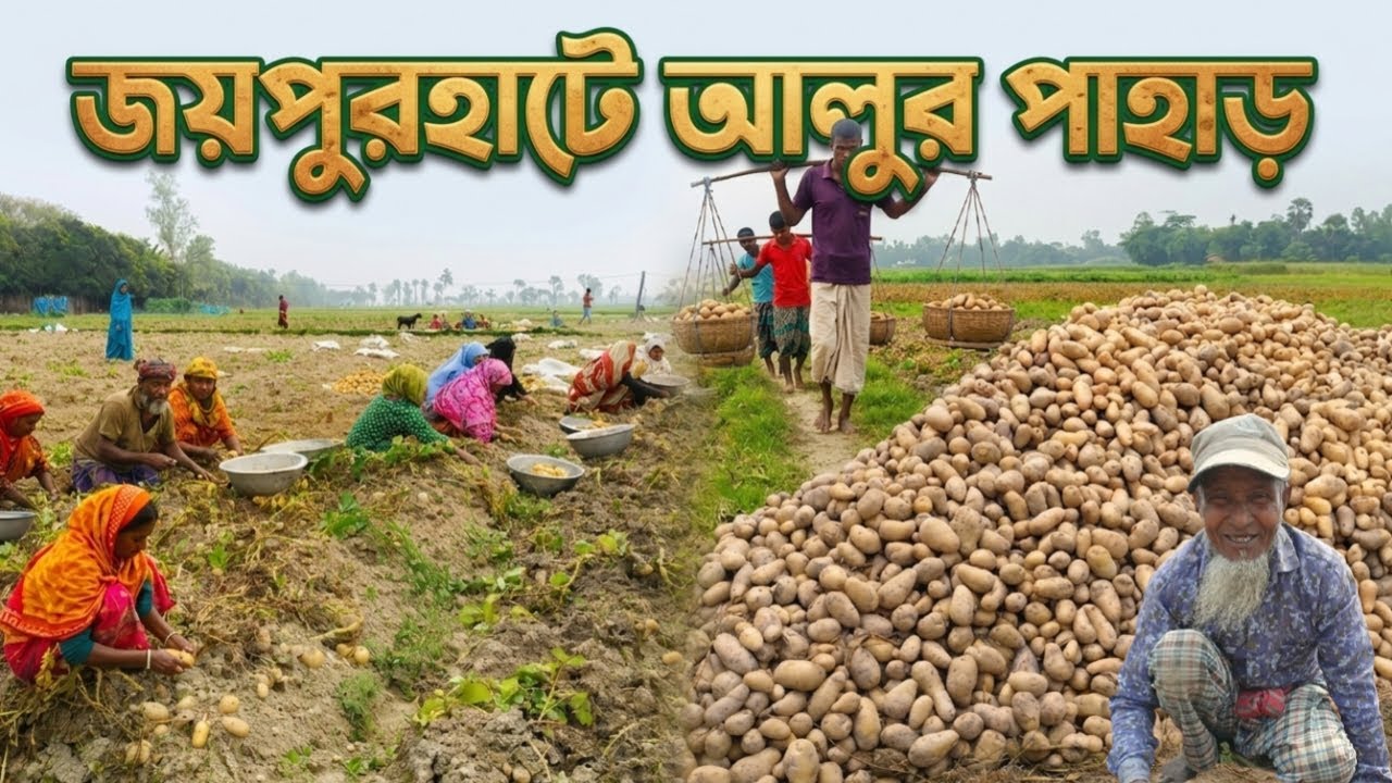 আলুর রাজ্য জয়পুরহাট || মাঠ জুড়ে শুধুই আলুর সমারোহ! || Potato Farming in Joypurhat ||