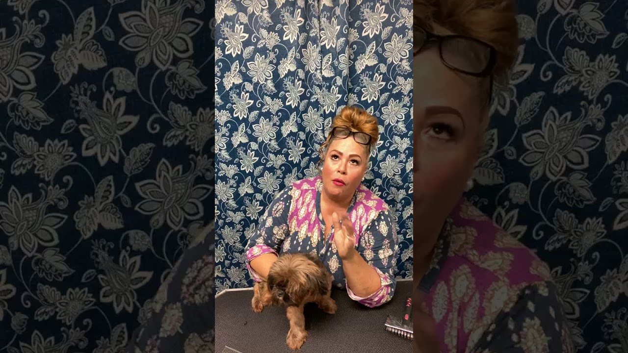 Home grooming yorkies shih tzus shorkies