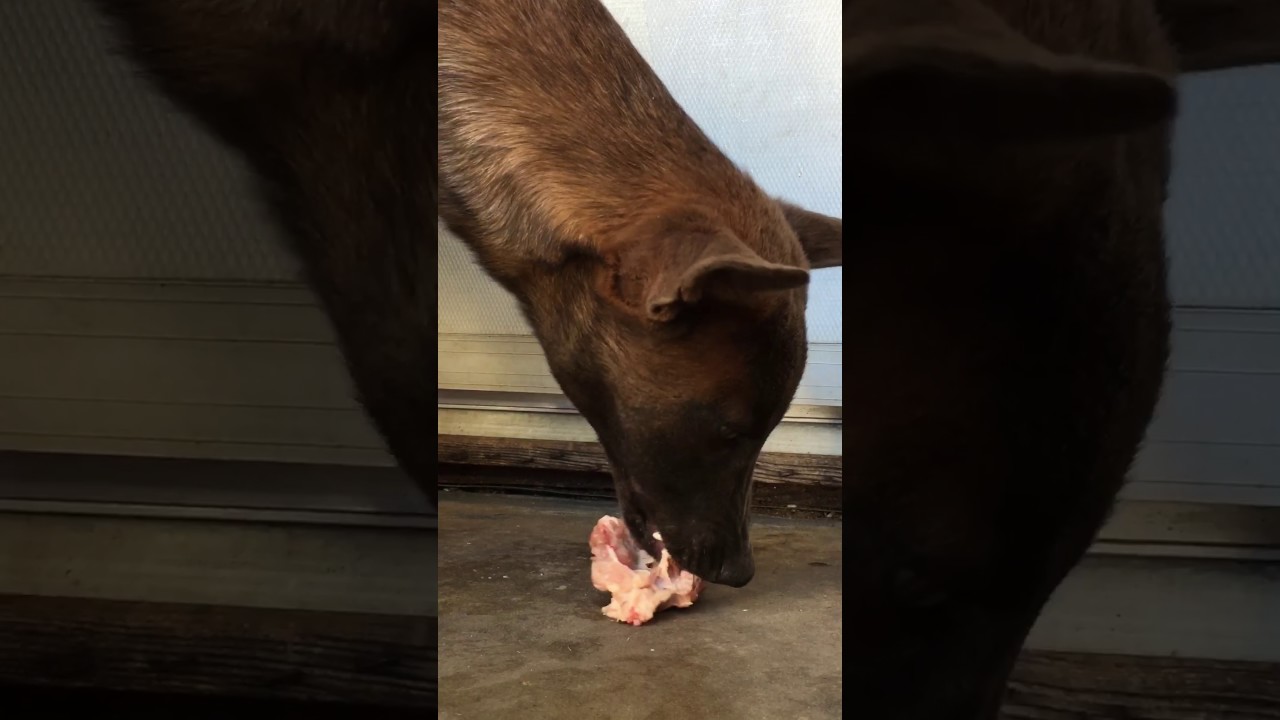Belgian Malinois eating raw chicken