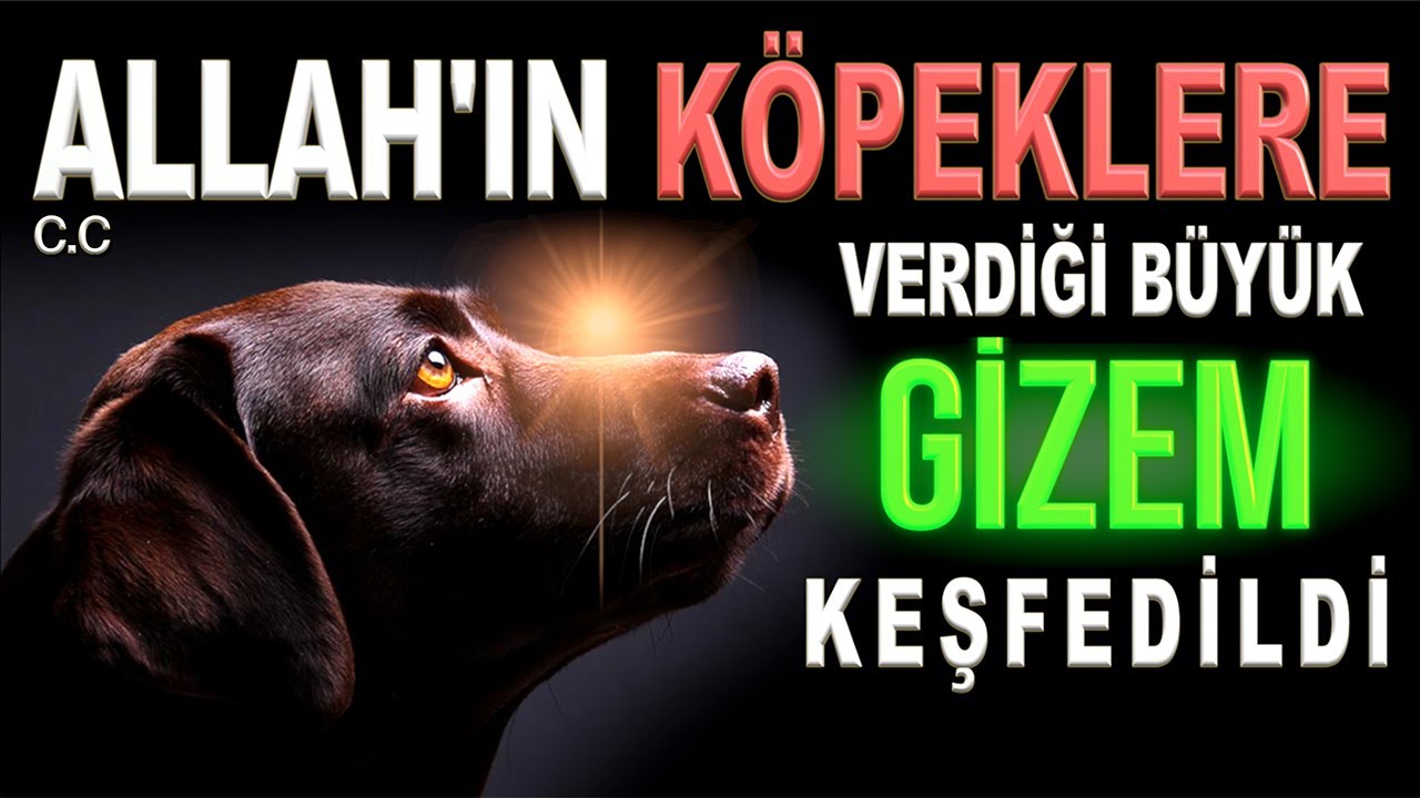 SUBHANALLAH! ALLAH'IN K&Ouml;PEKLERE VERDİĞİ B&Uuml;Y&Uuml;K GİZEM KEŞFEDİLDİ