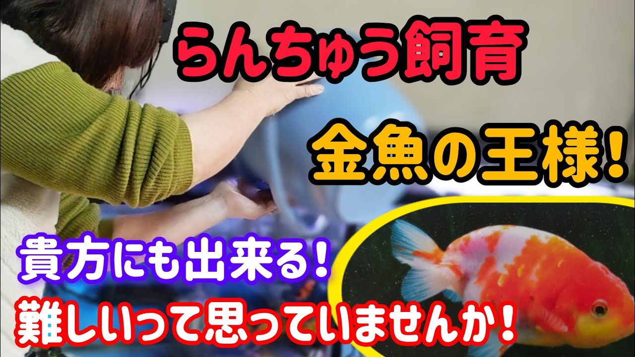 [金魚]　らんちゅうは普通の金魚と同じ…　ポイントを知っていれば初心者でも飼育できます!!