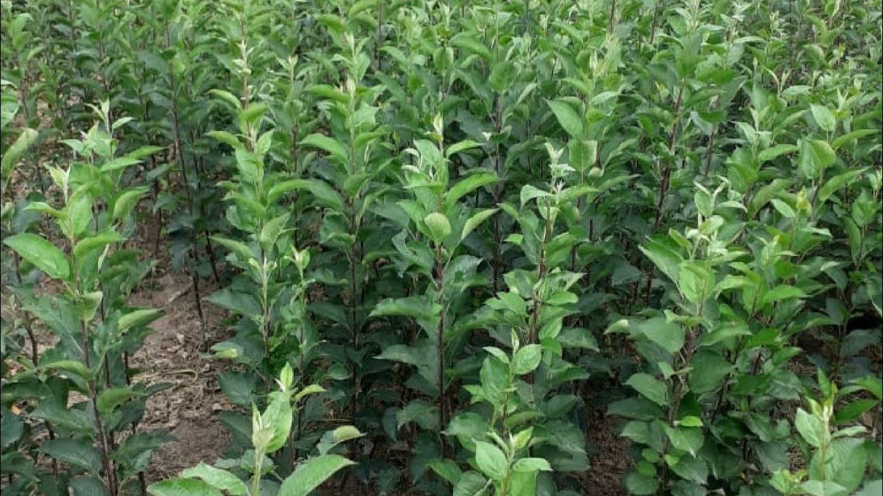 Starts Sale of HD Apple plants.M.no 7006546668.south Kashmir Anantnag District #horticulture #