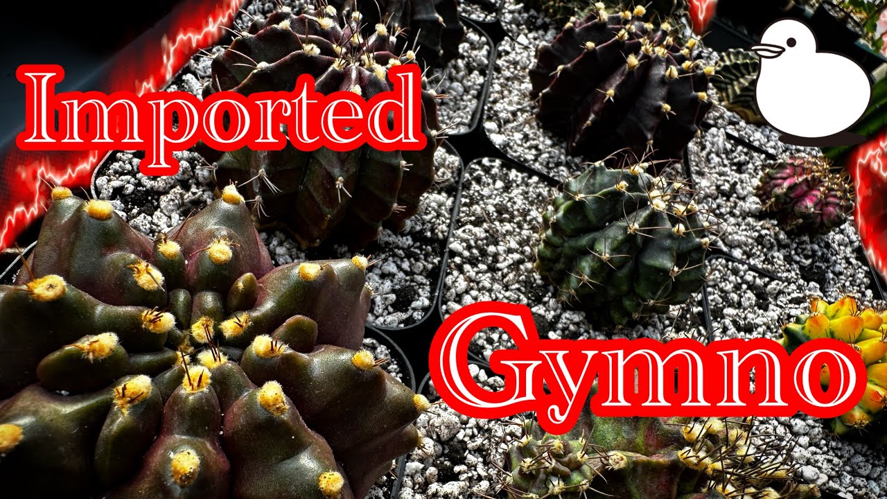 Imported Gymnocalycium cacti from Thailand 🦖