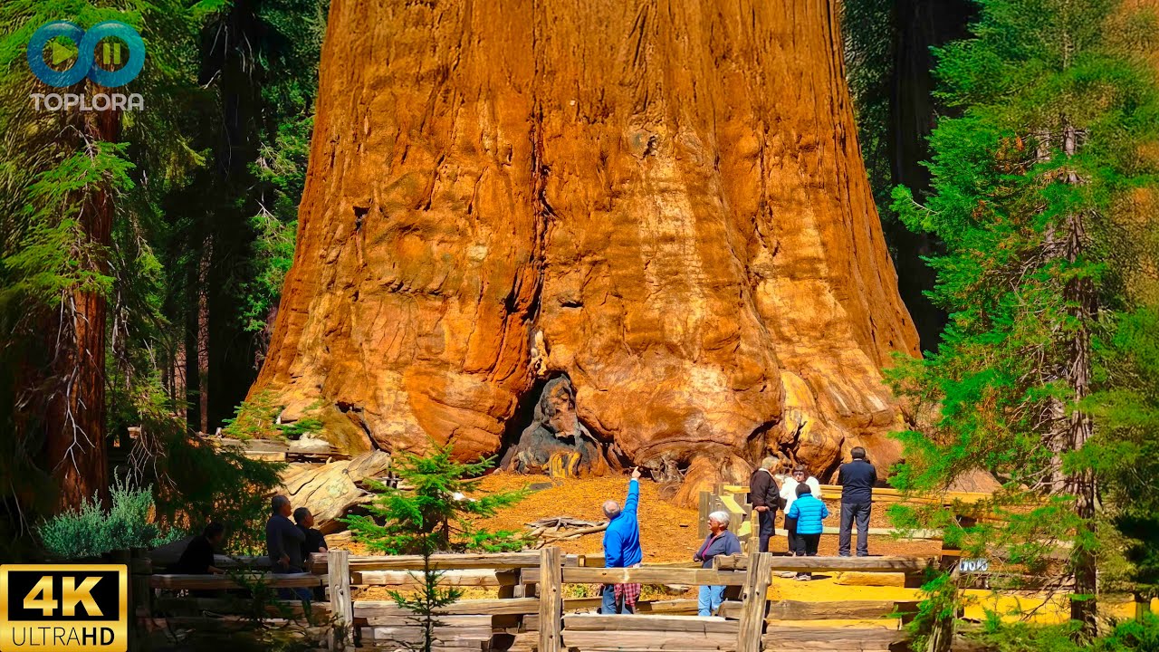 15 Árboles Más Grandes Del Planeta: ¡Más Gigantes De Lo Que Piensas! #extrañas | Toplora